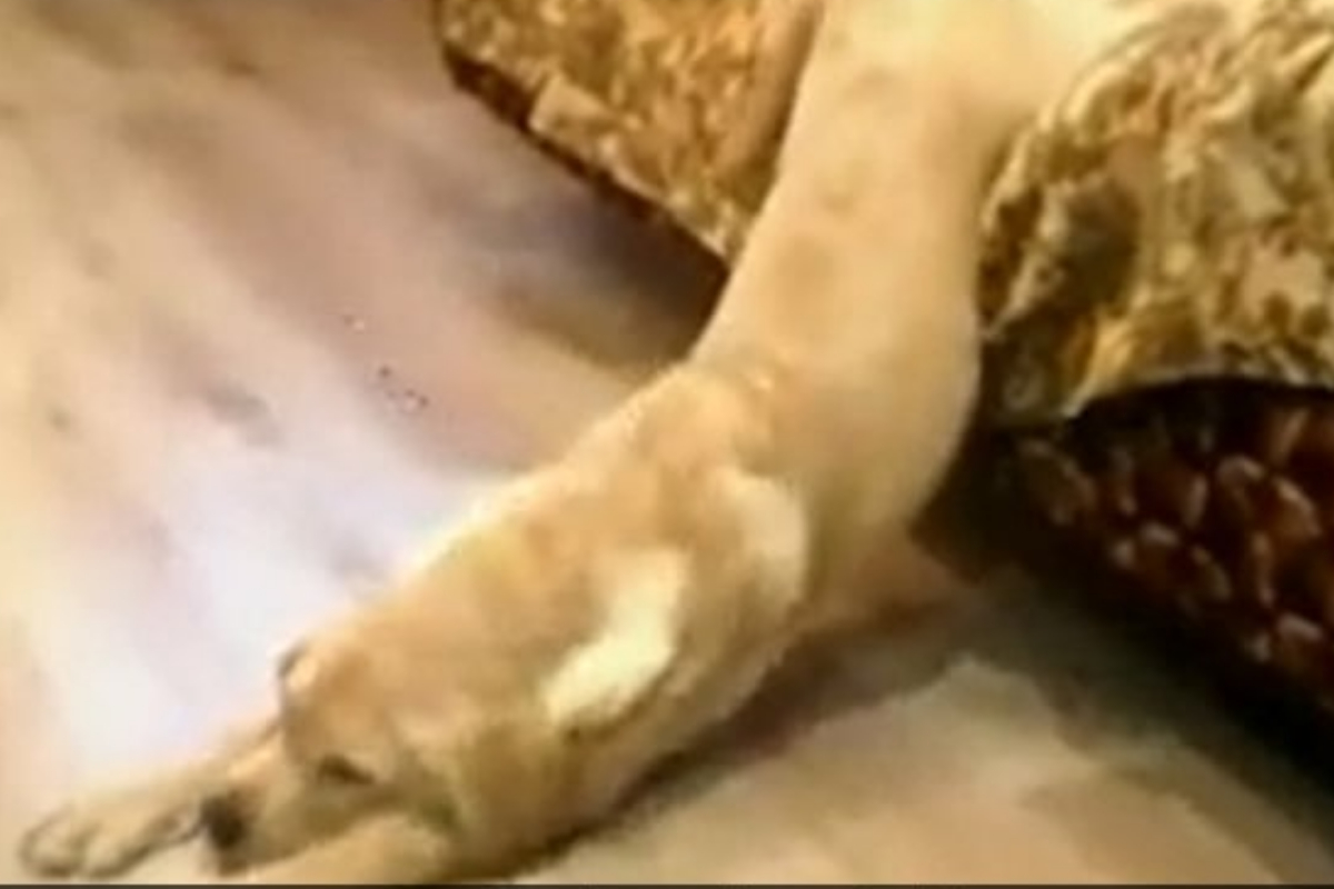 Dog struggles