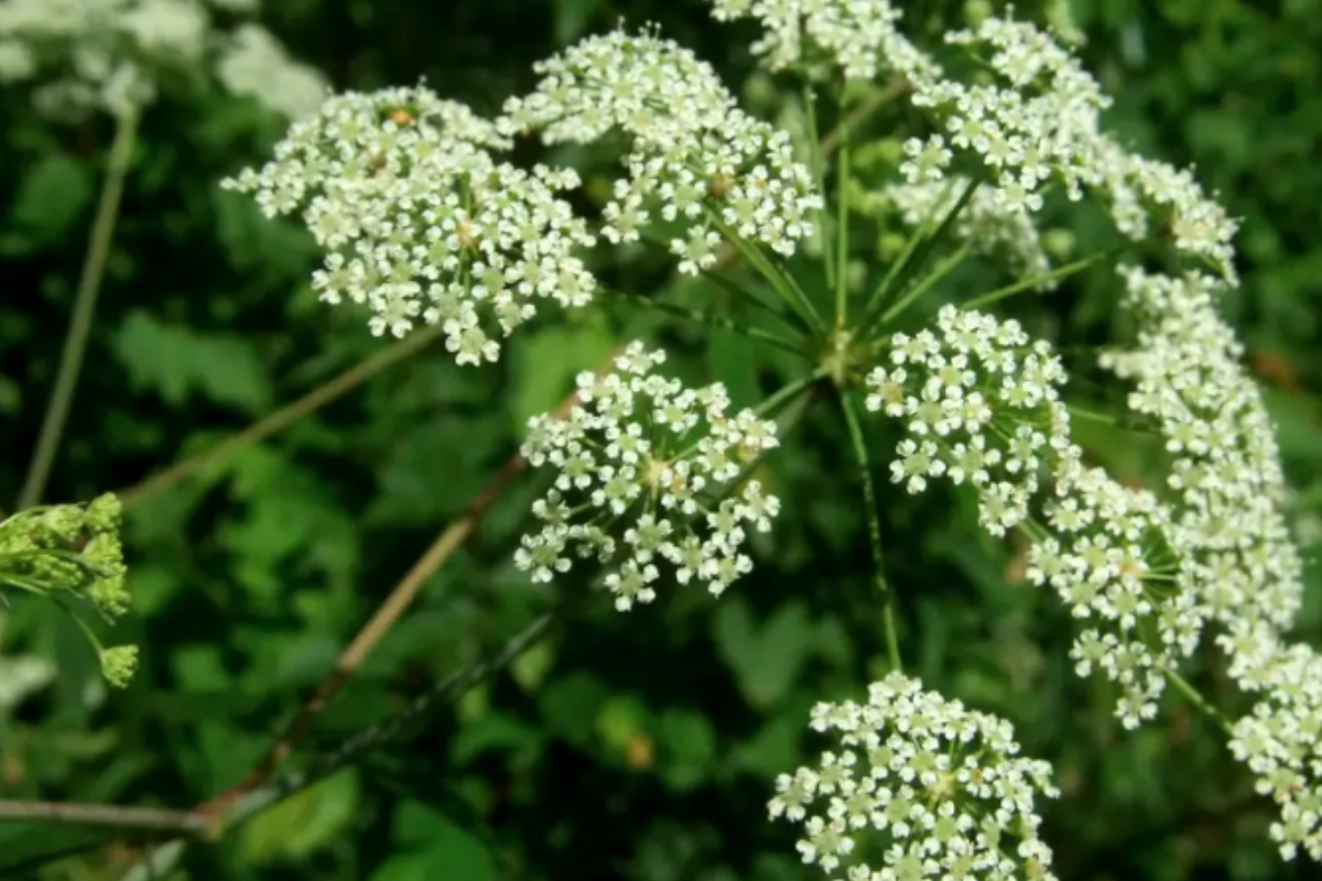 world's Deadliest plants