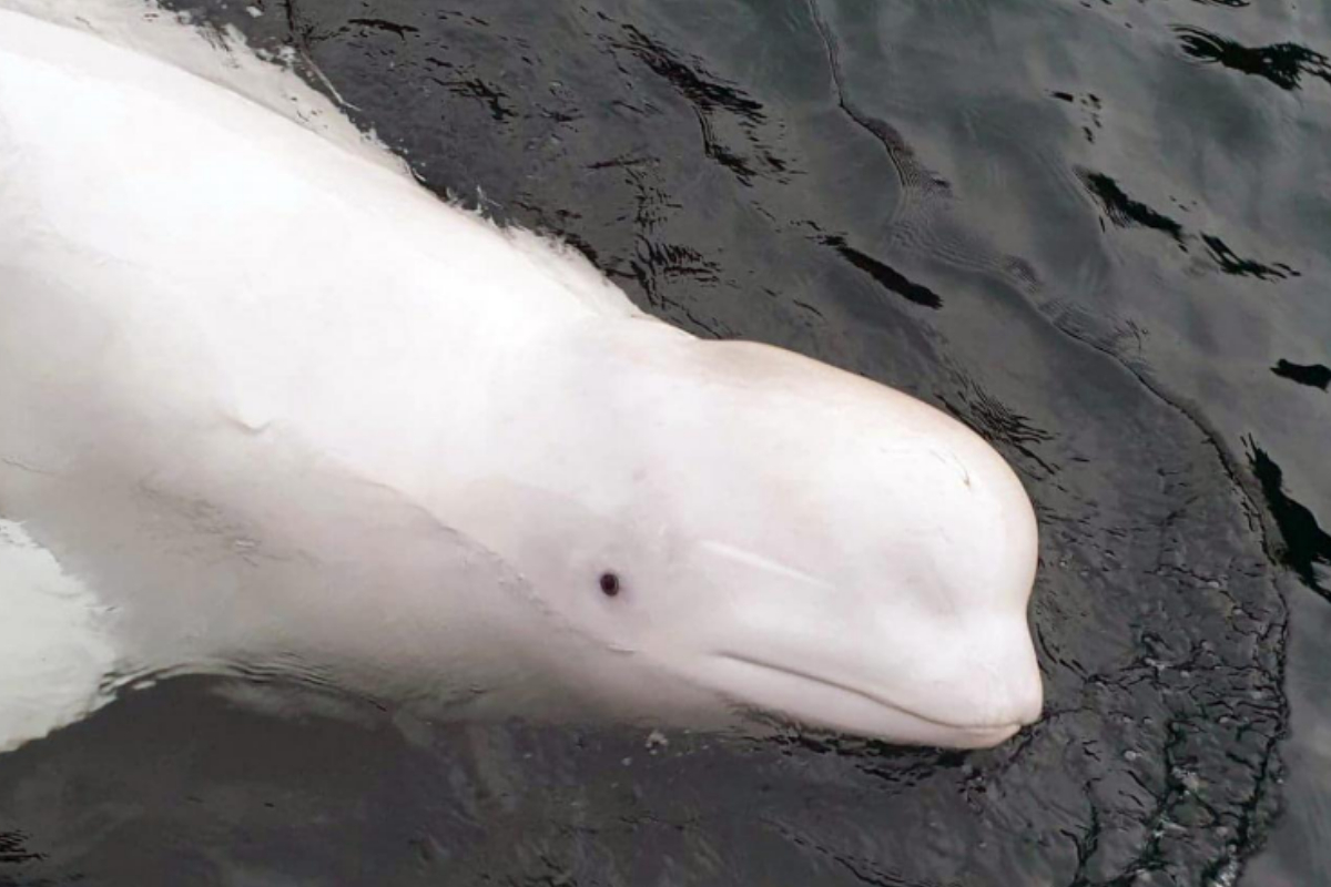 spy whale
