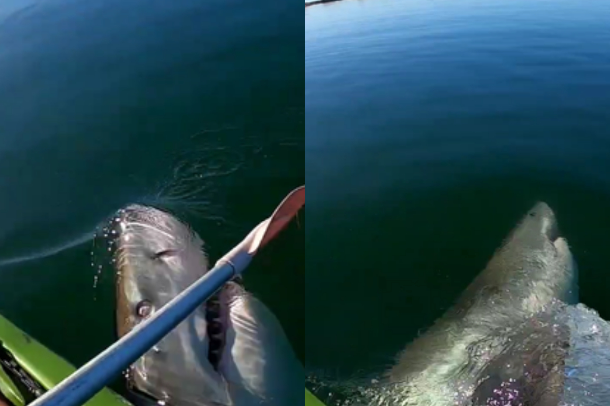 10ft white shark