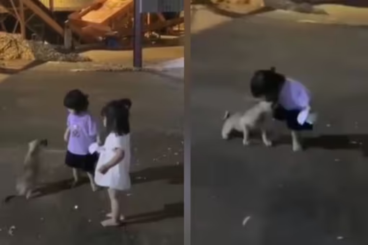 puppy