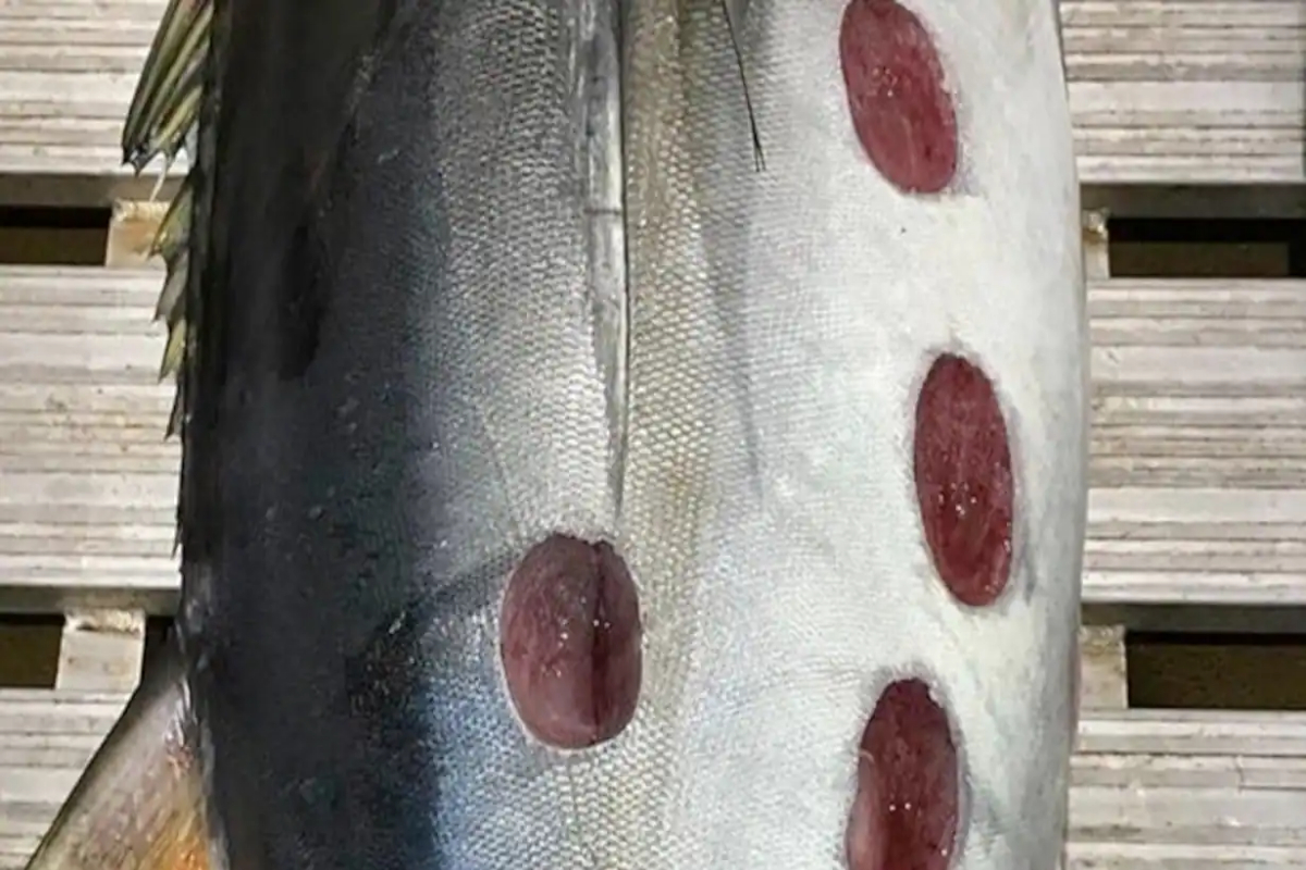 tuna fish