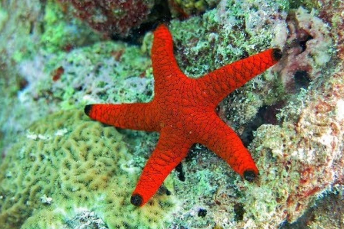 Starfish