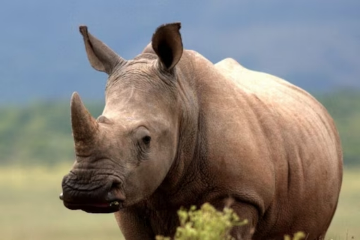 Kaziranga Park