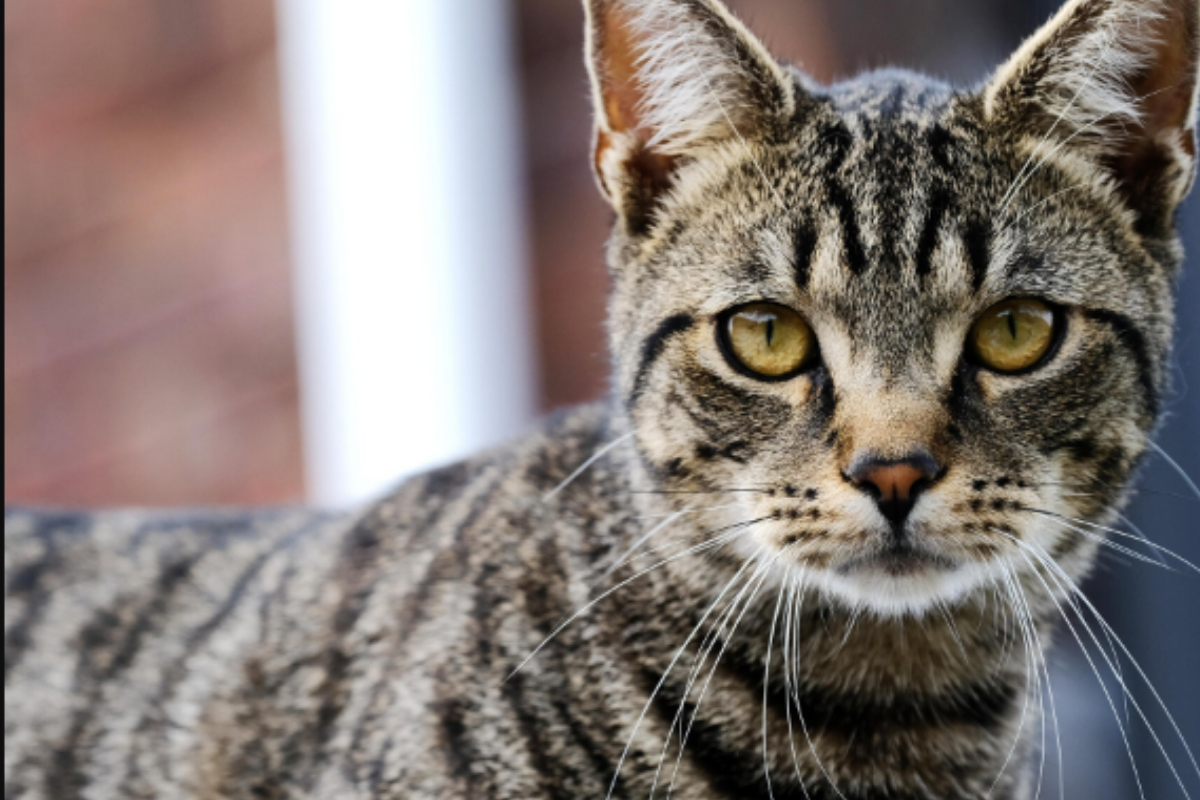 Injured cat