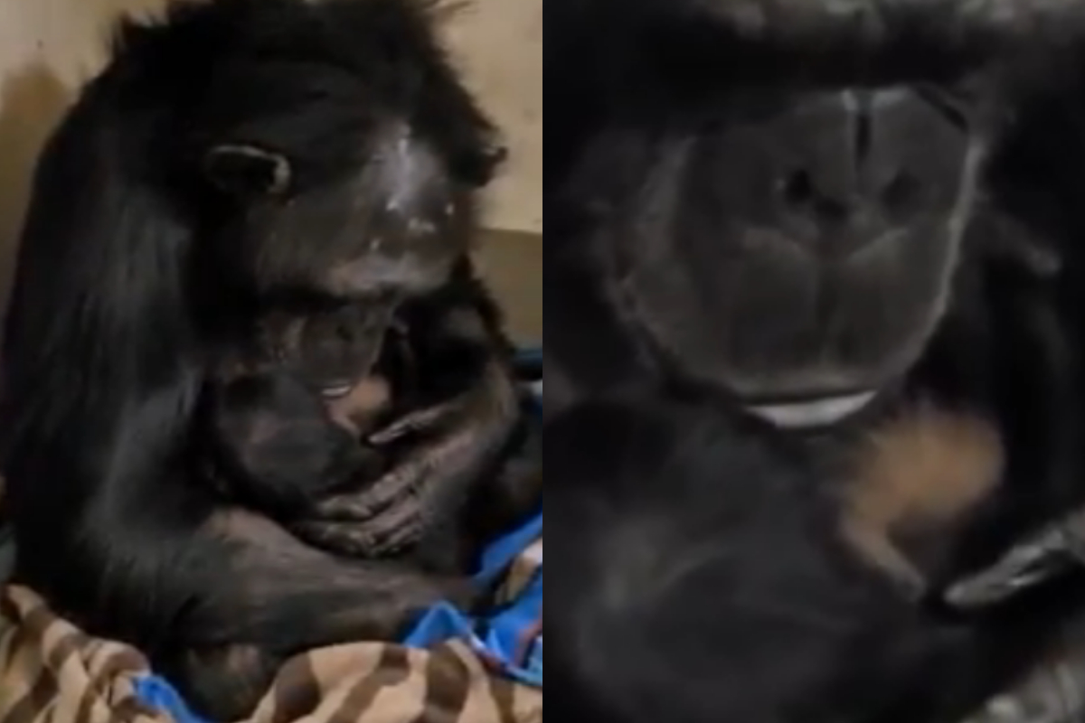 Chimpanzee