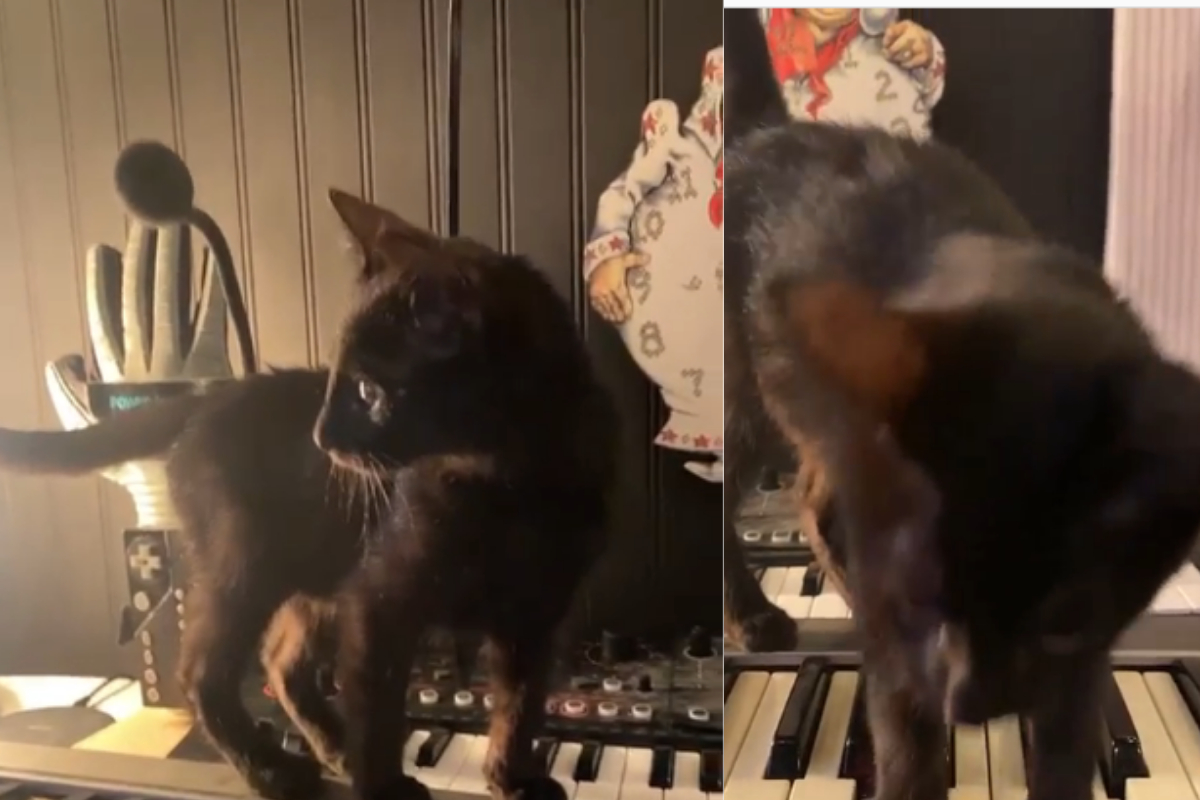 cat walks