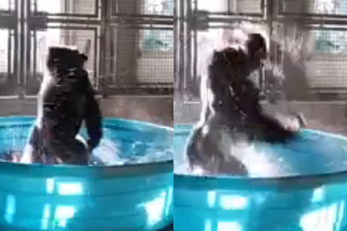 gorilla video