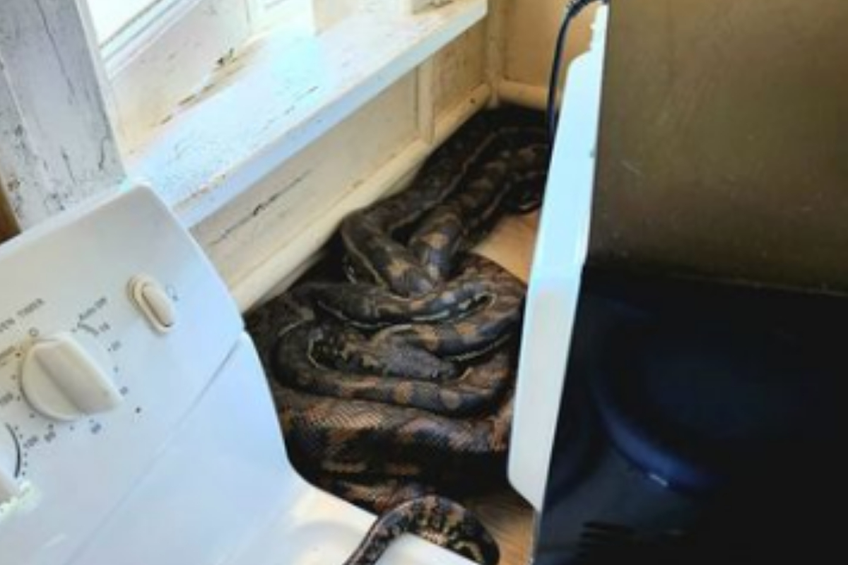 two pythons mating