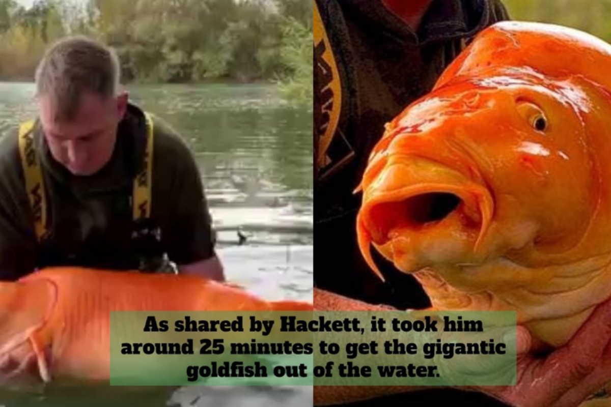 French guy Angler