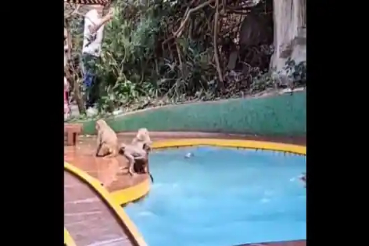 Monkeys