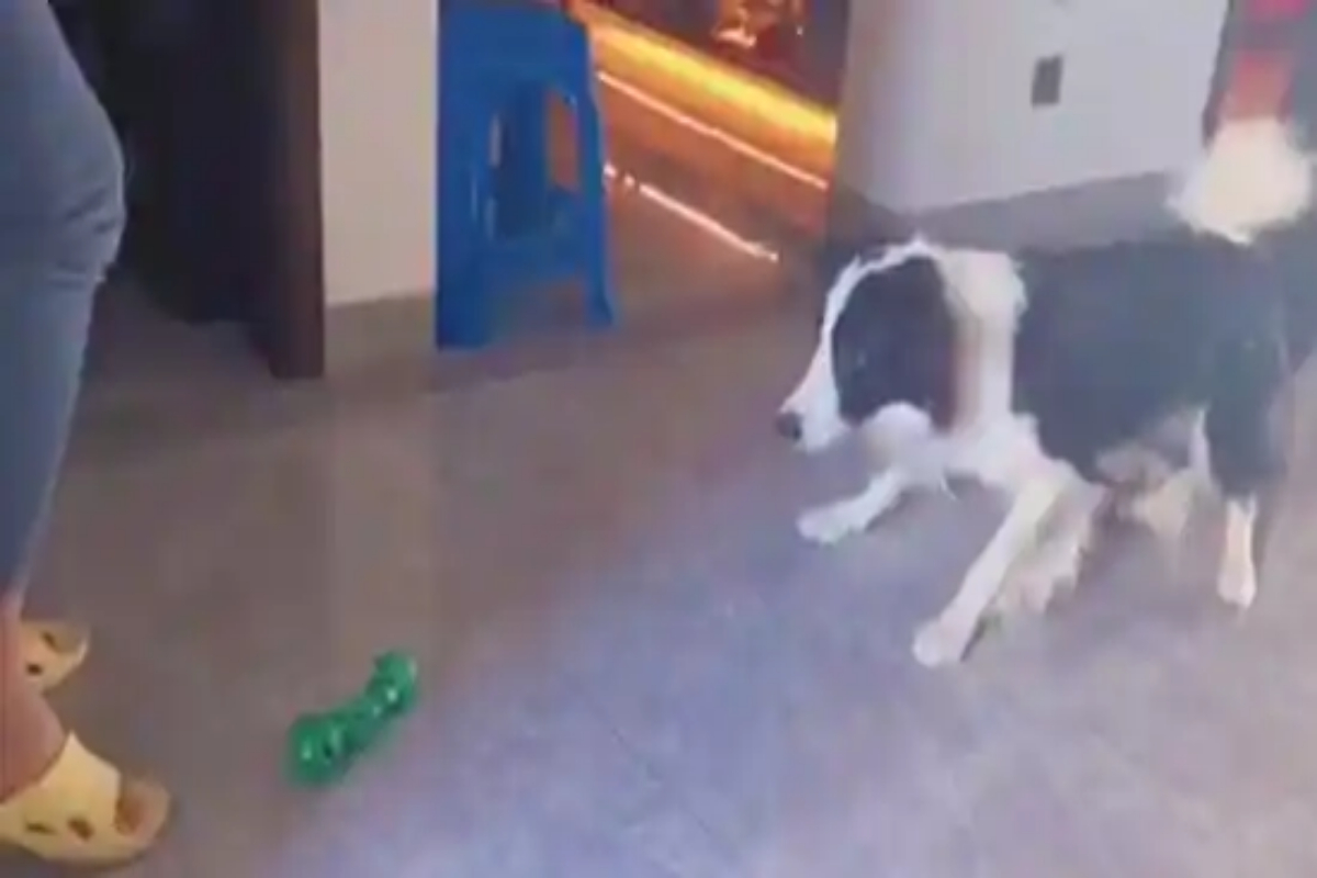 goalkeeping dog