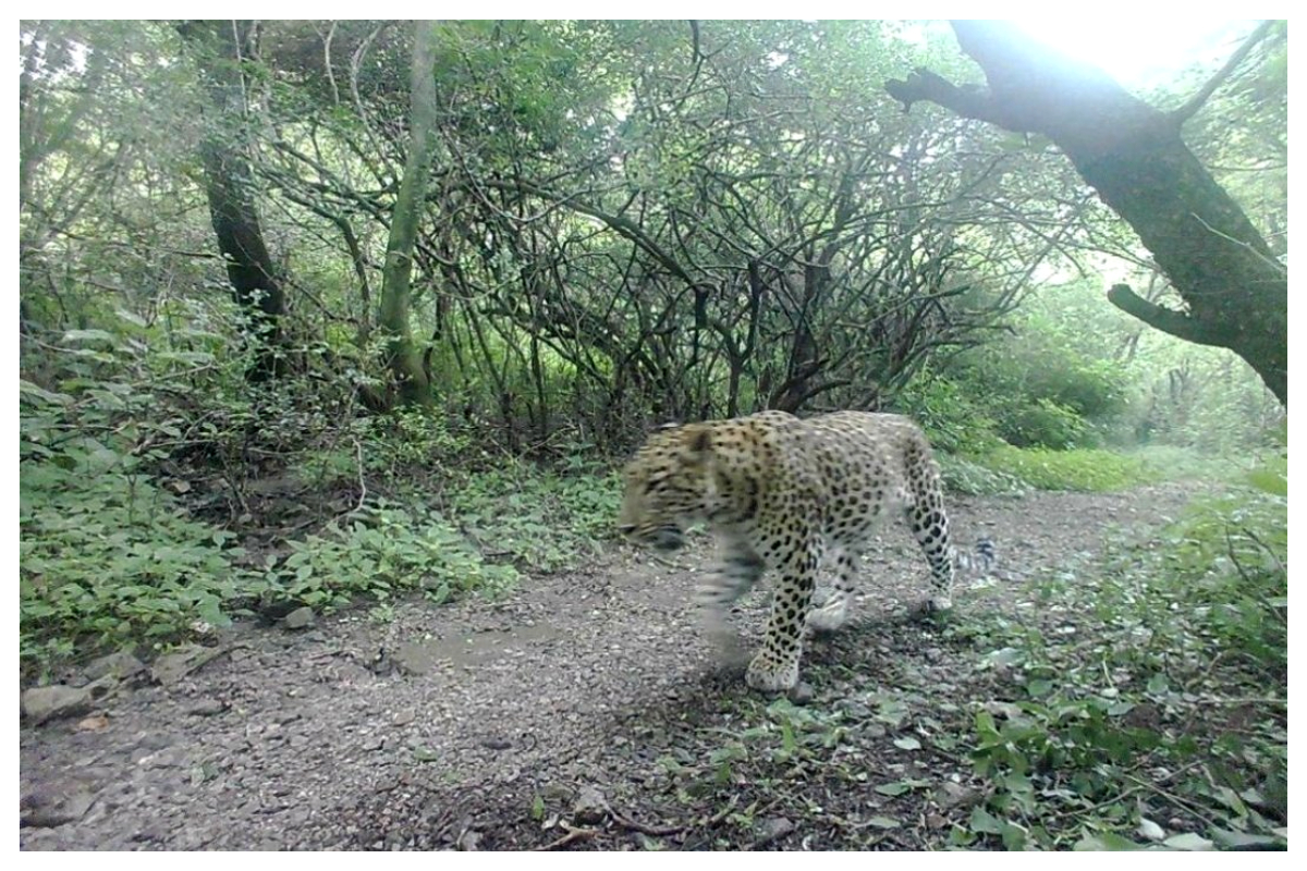leopards Islamabad