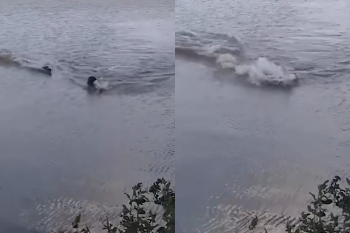 Alligator bites man