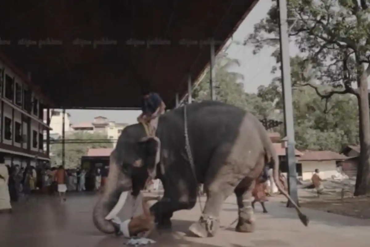 Kerala elephant