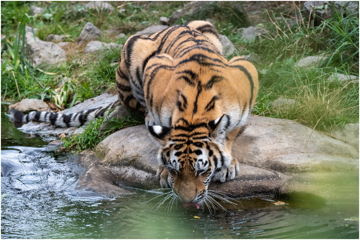 thylacine tiger