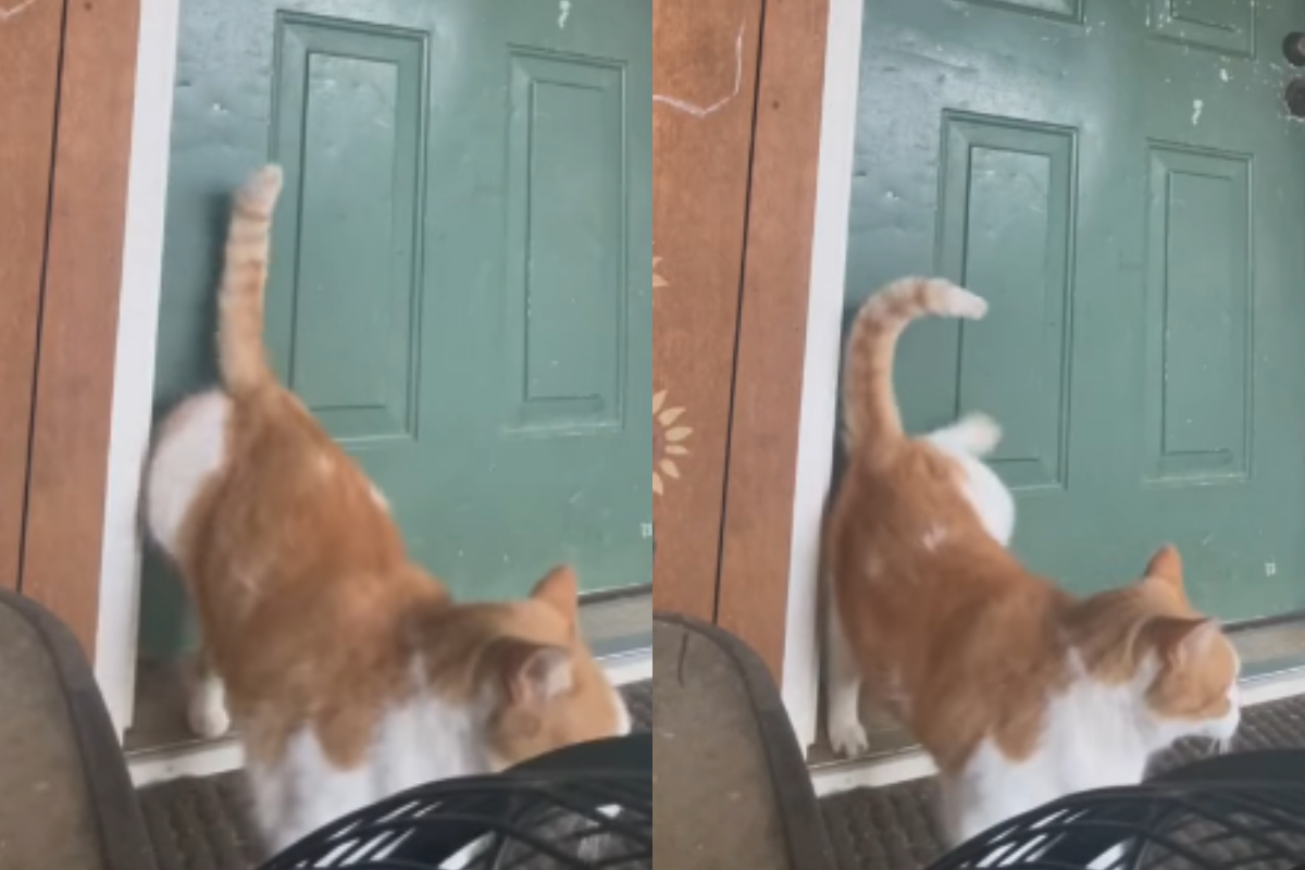 Hungry cat