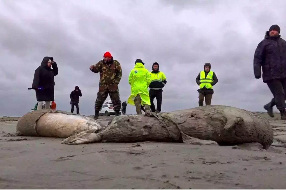 Strange 80-ft object