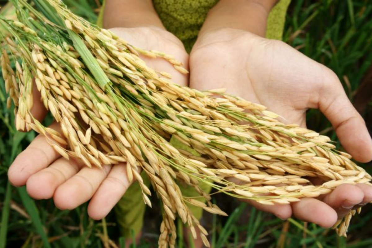 Webinar held on population and food security
