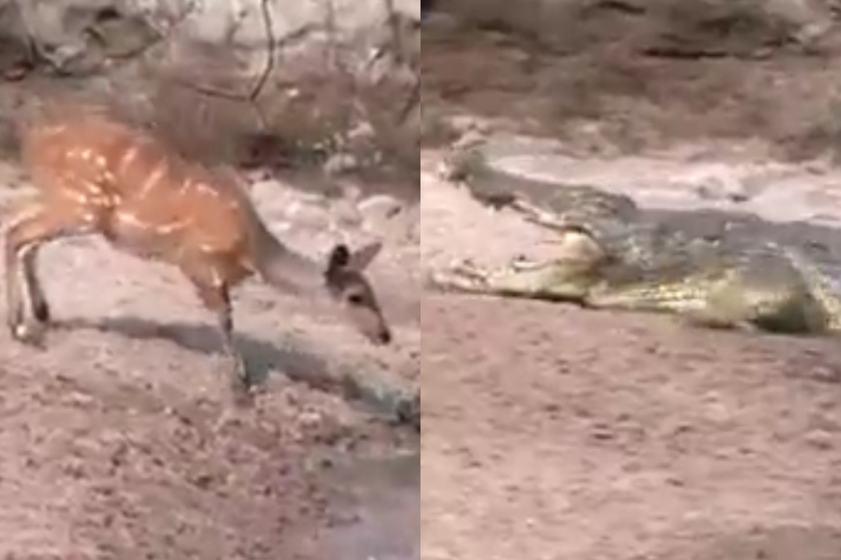 Deer's instinct rescue