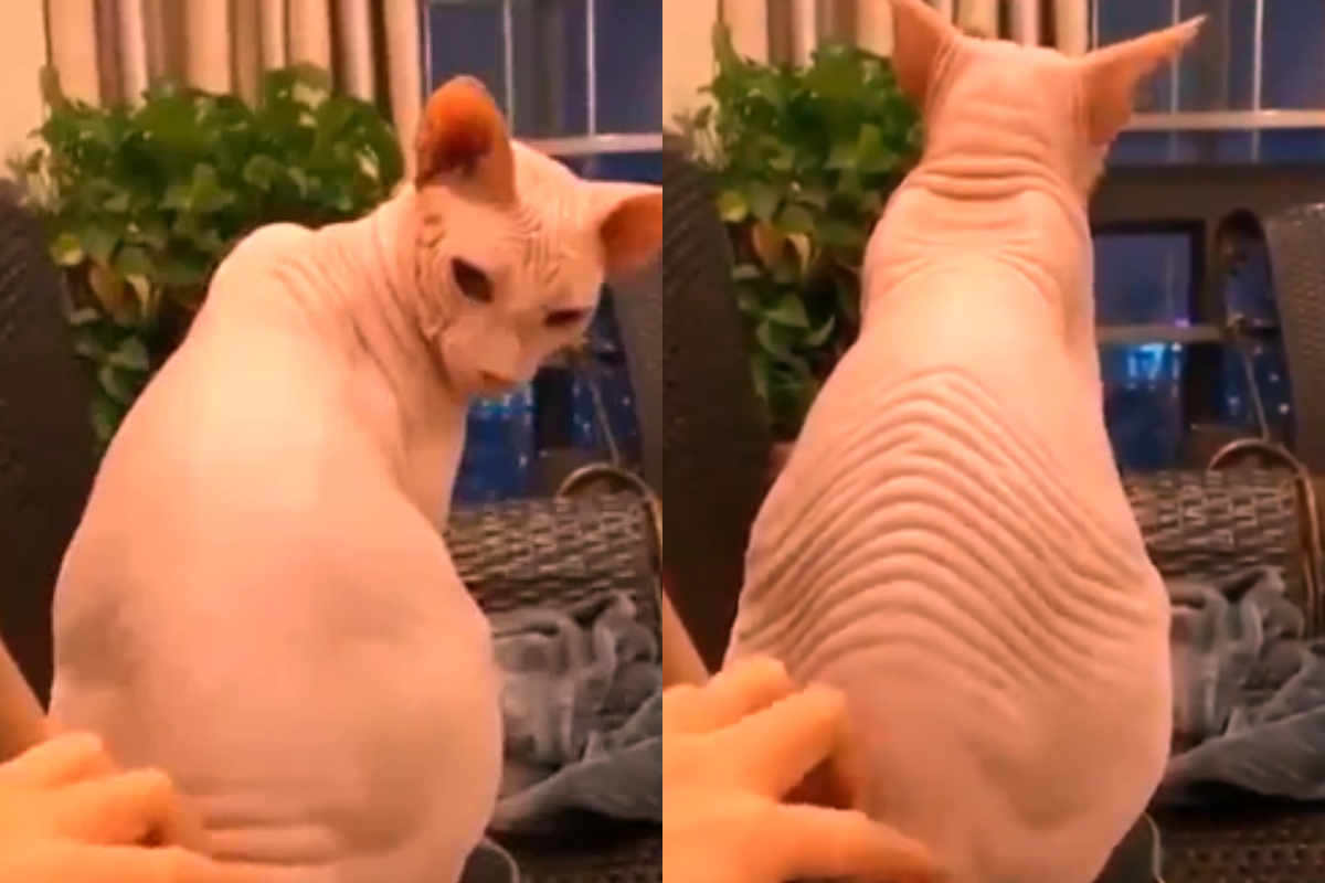 Person rubbing cat back
