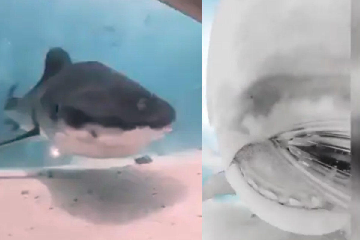 Shark chased scuba diver