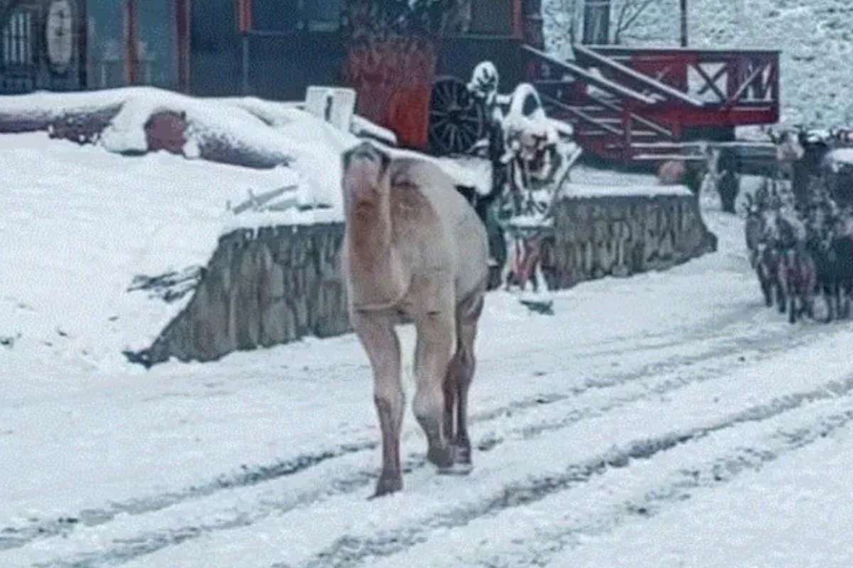 Camel sees first snow