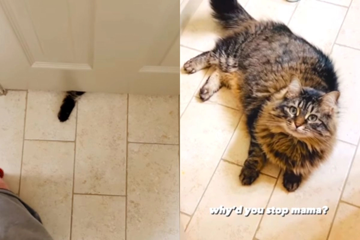 Mom and cat play door hockey