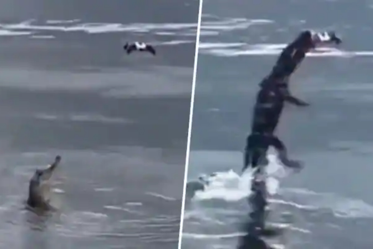 Alligator leaps in water