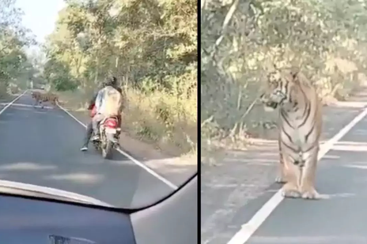 Biker and tiger encounter