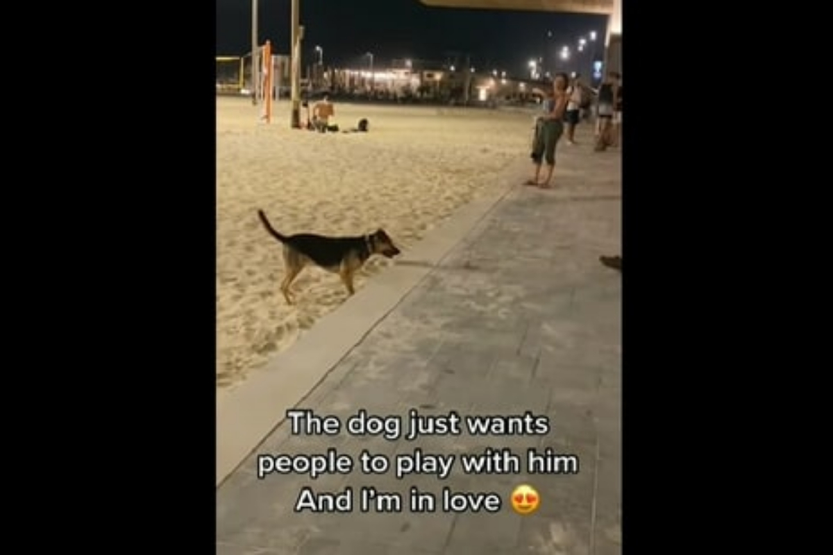 Dog at beach