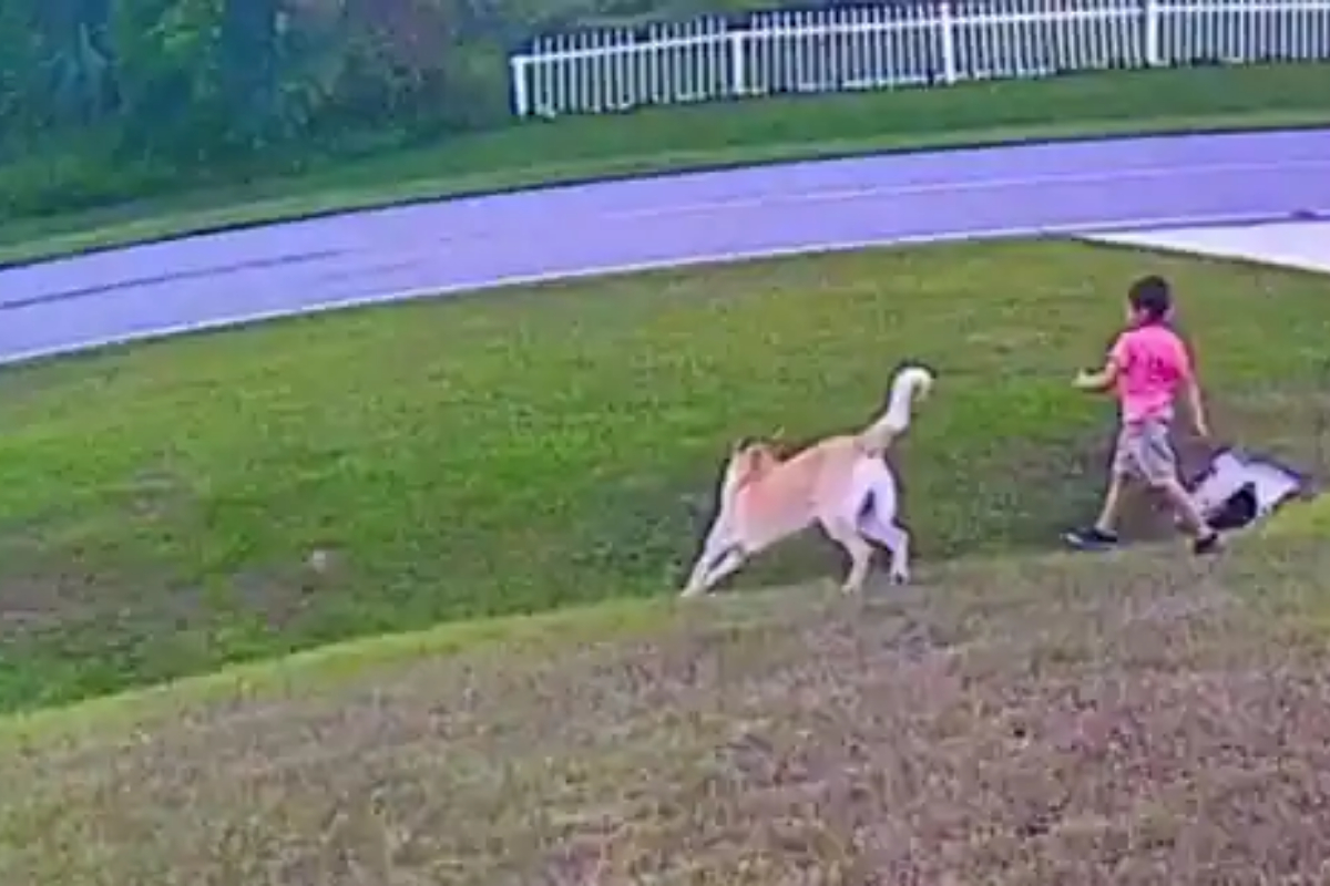 Pet dog defend brother