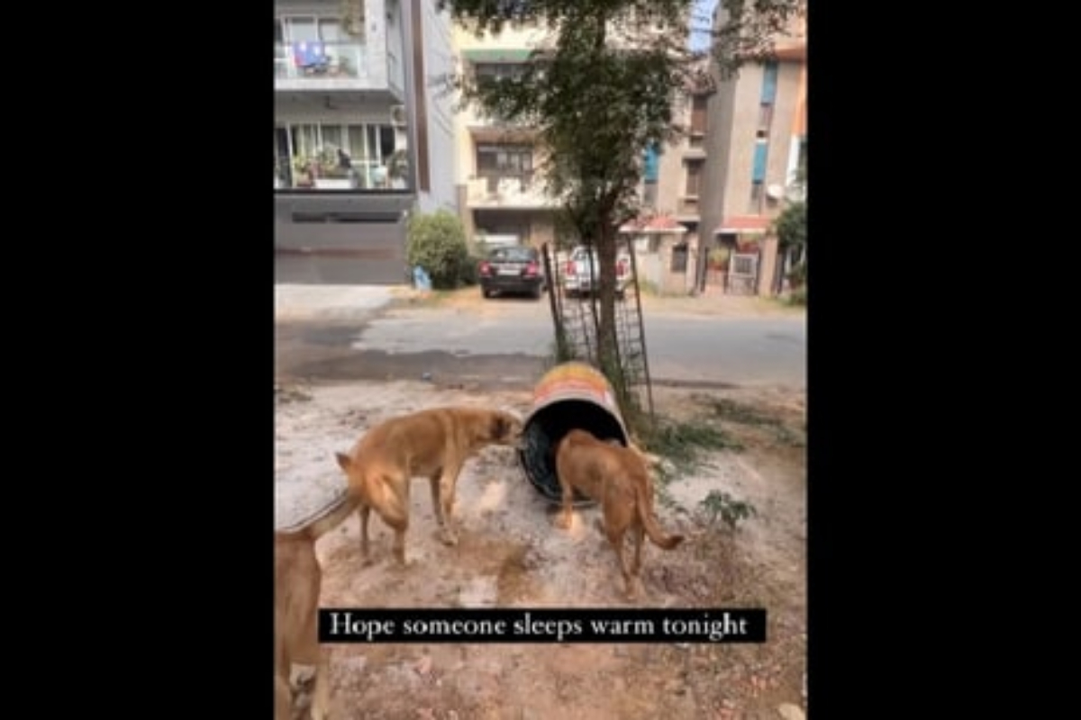 Woman improvised dog shelter