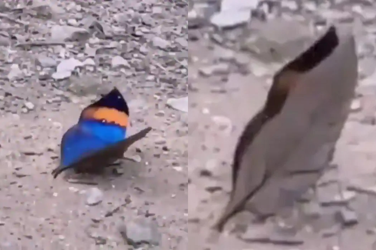 Leaf-like butterfly