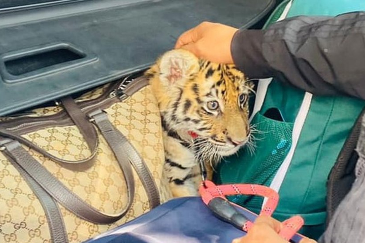 tiger cub