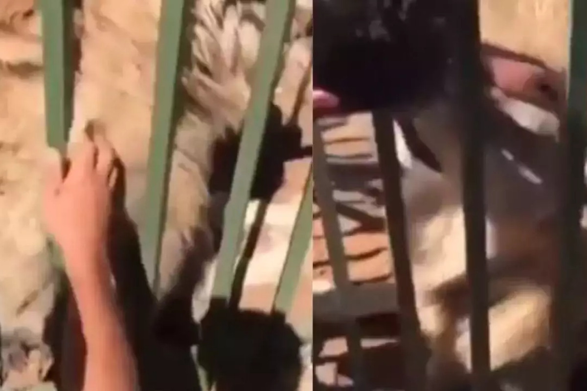 Man petted caged lion