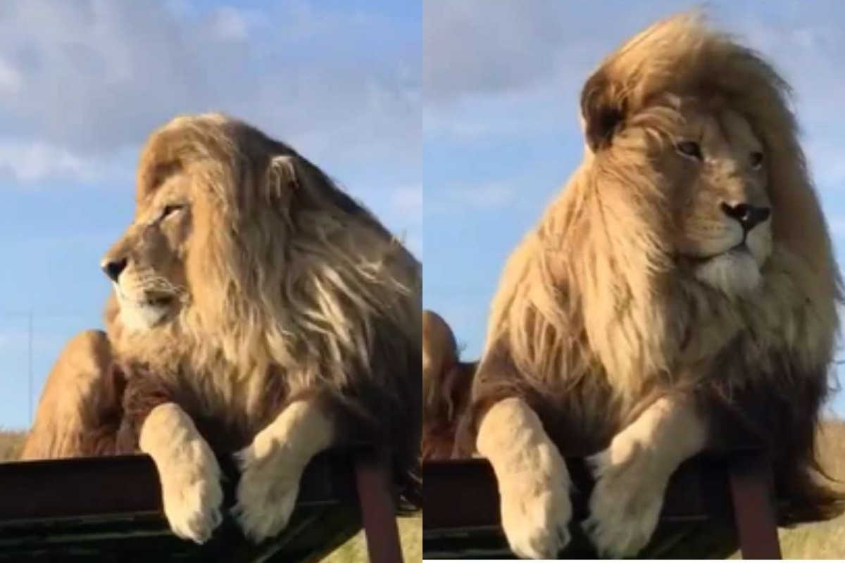 Video of lion sunbathing