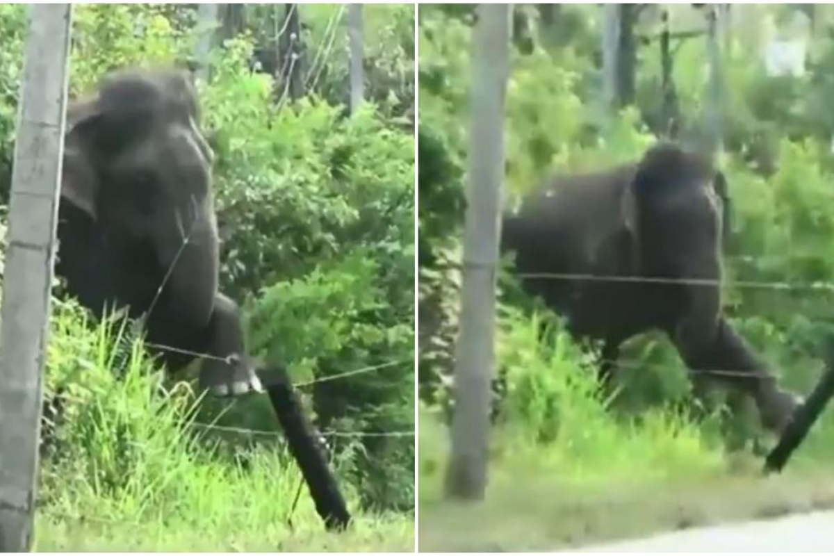Elephant
