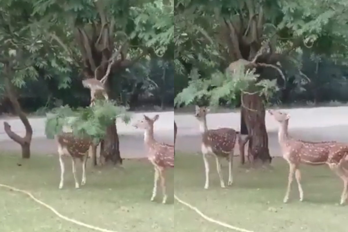 deers eat tree leaves