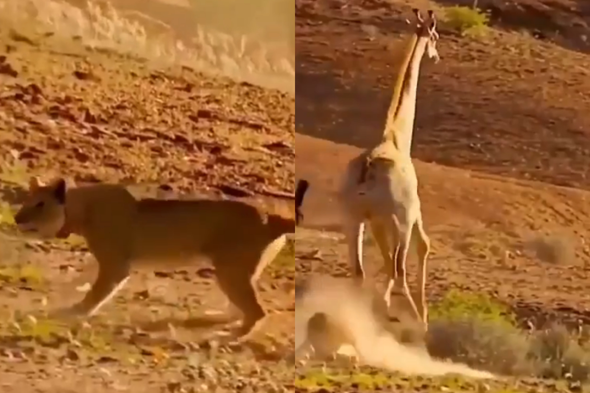 Lioness hunts giraffe