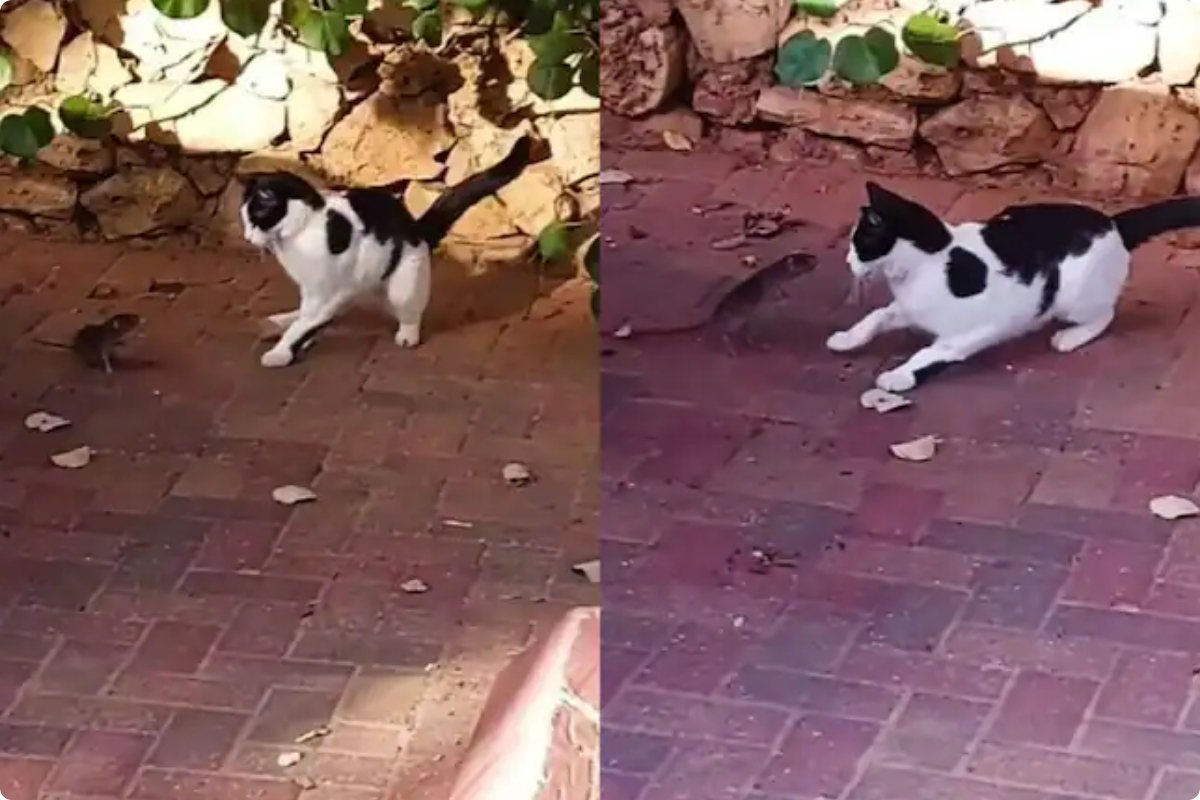 Tom and Jerry