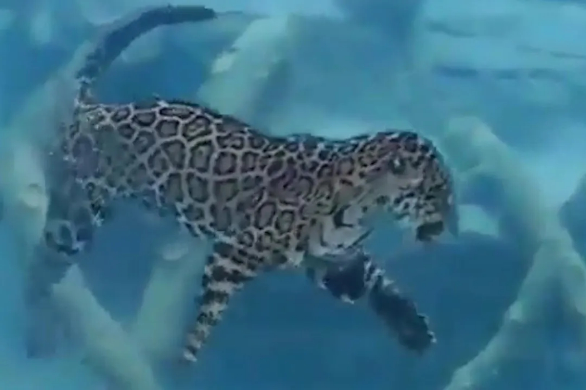 Jaguar