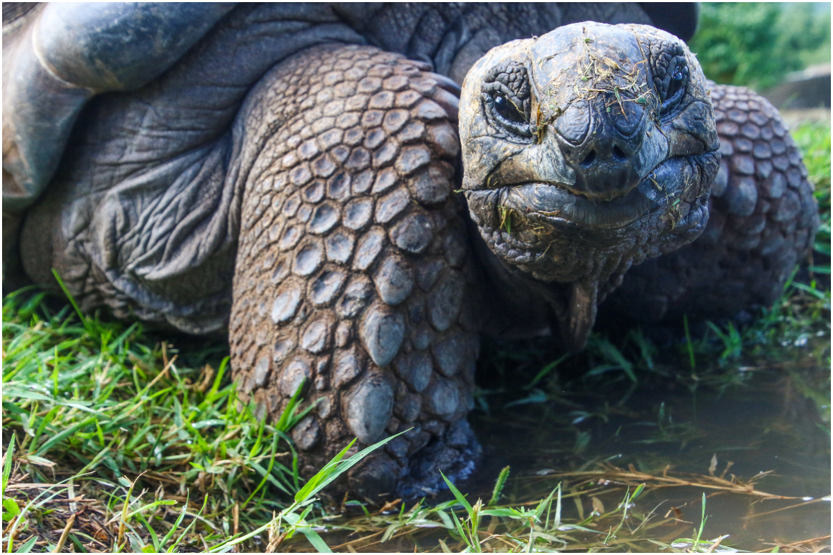 tortoise