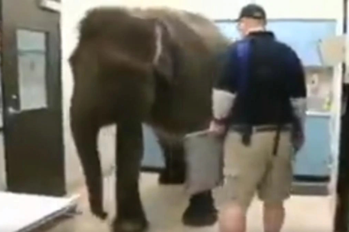 Elephant patiently getting X-rays