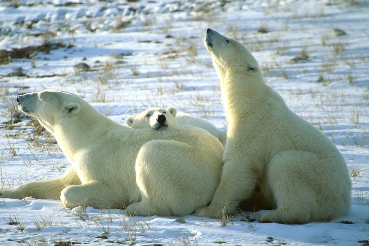 canadian polar bears