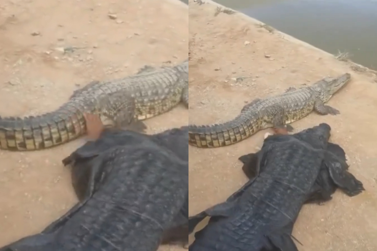 crocodile