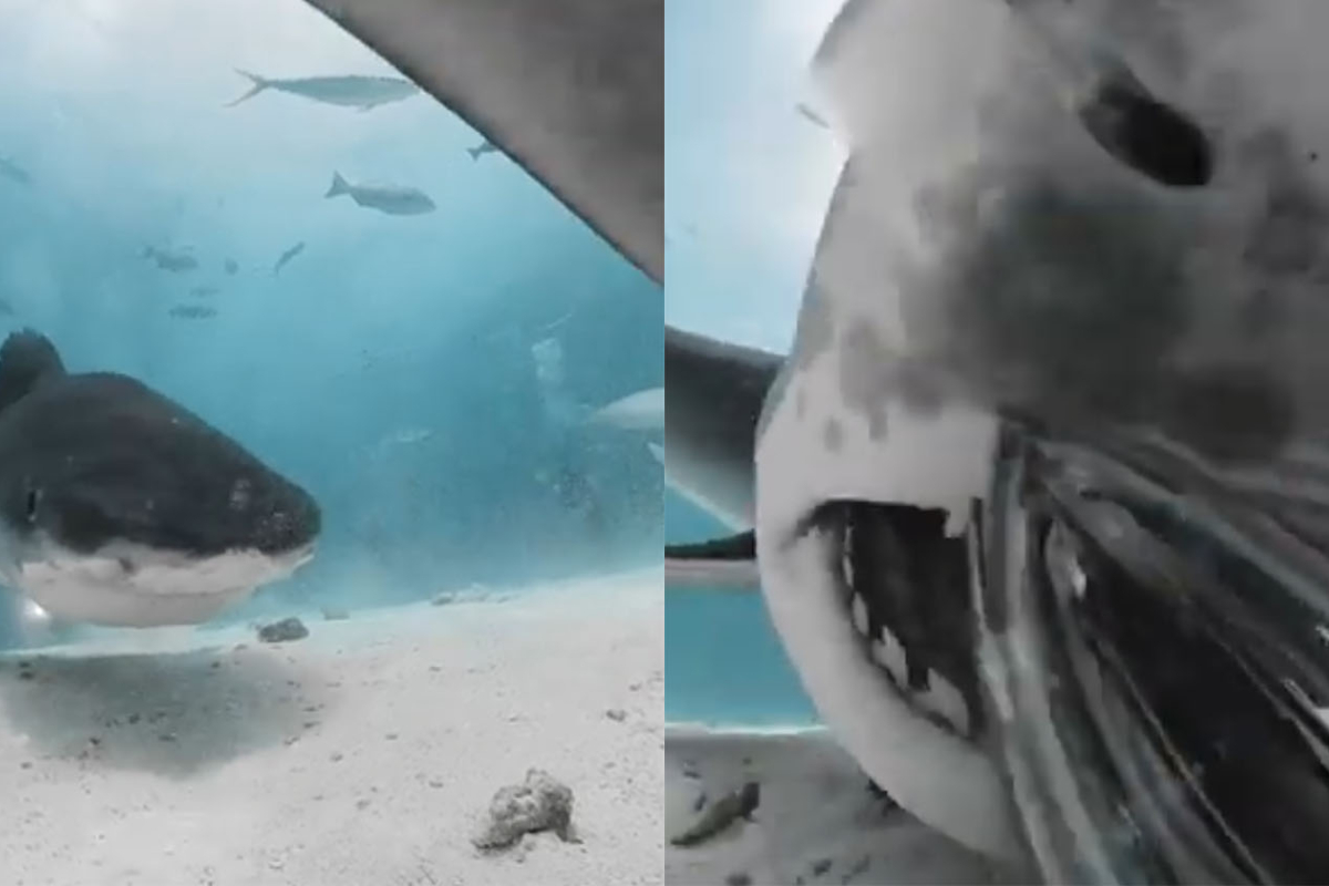 Shark
