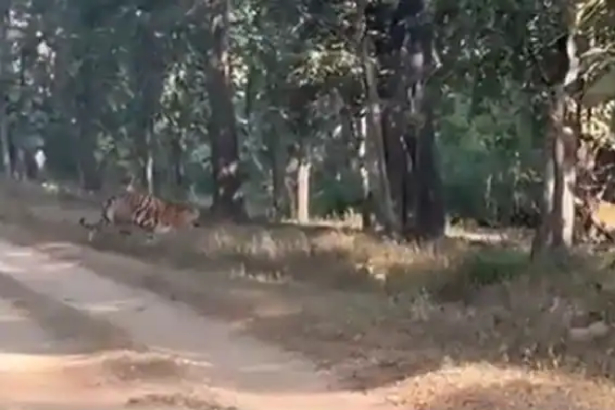 Rare sight of tiger