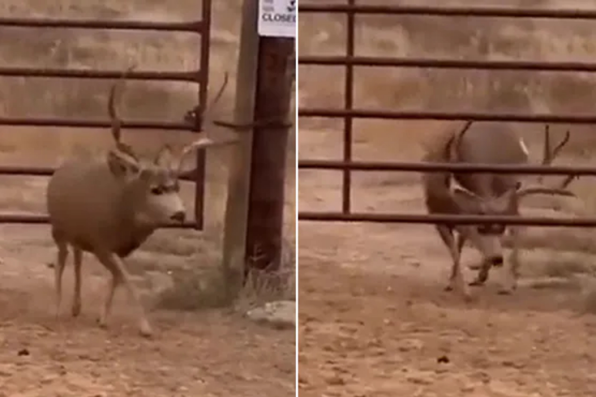 Deer extraordinary intelligence