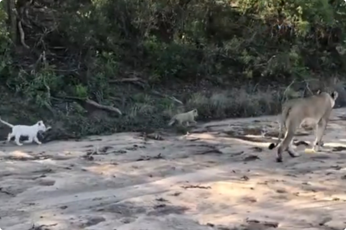 lion cub